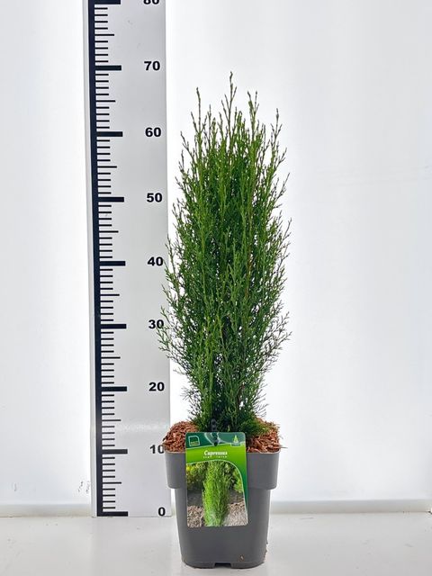 Cupressus sempervirens 'Totem'