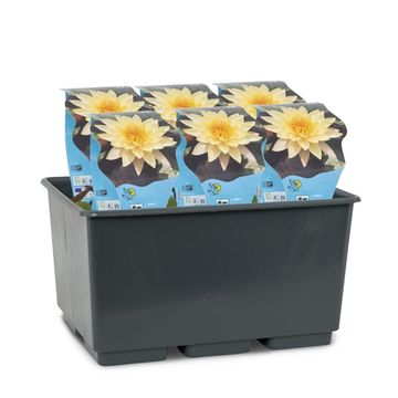 Nymphaea 'Mangkala Ubol'