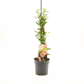 Eucryphia lucida 'Ballerina'