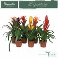 Bromelia MIX