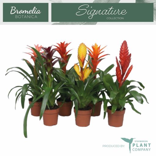 Bromelia MIX