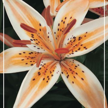 Lilium 'Orange Electric'