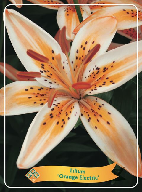 Lilium 'Orange Electric'