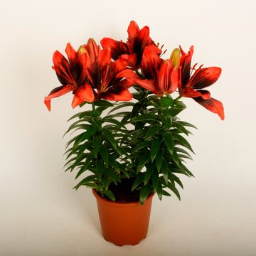 Lilium 'Tiny Shadow'
