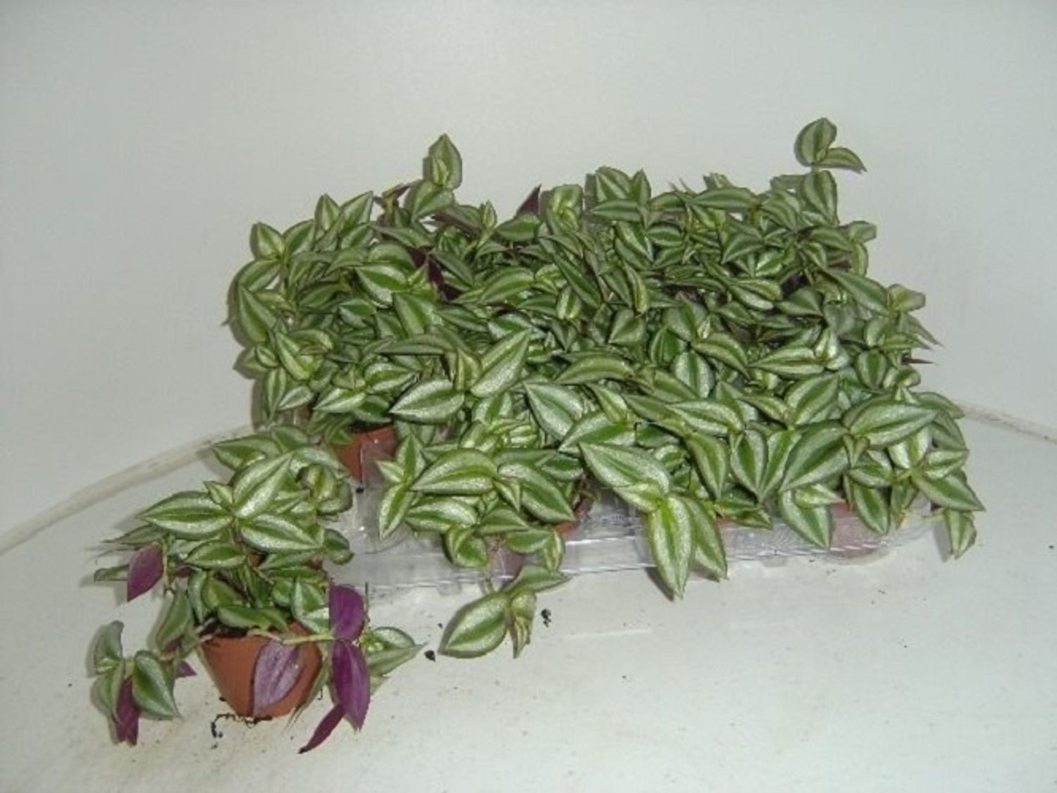 Tradescantia zebrina — Plant Wholesale FlorAccess