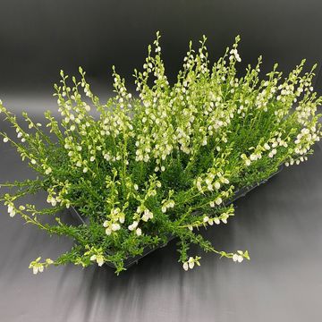 Daboecia cantabrica