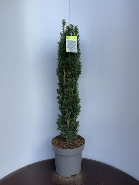 Taxus baccata 'Fastigiata Robusta'  Pflanzengrohandel FlorAccess