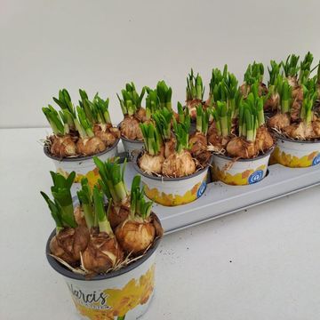 Narcissus 'Tête-à-Tête'