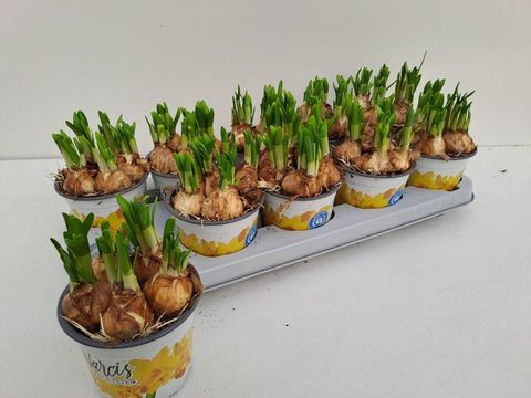 Narcissus 'Tête-à-Tête'