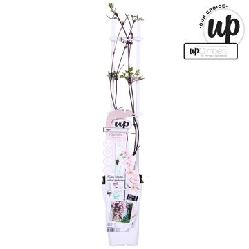 Clematis 'Fragrant Spring' (M)