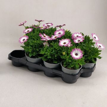 Osteospermum MARGARITA PINK FLARE