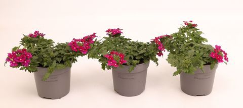 Verbena VEPITA DARK MAGENTA
