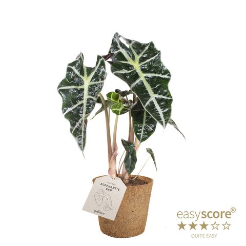 Alocasia x amazonica