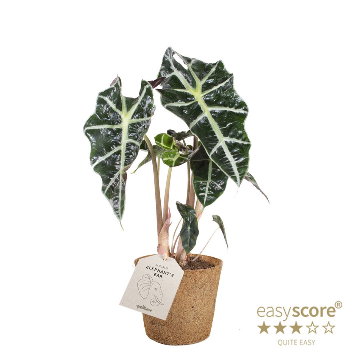 Alocasia x amazonica — Plant Wholesale FlorAccess