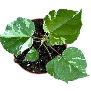 Hibiscus tilliaceus 'Variegata'