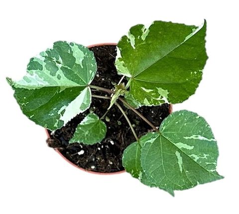 Hibiscus tilliaceus 'Variegata'