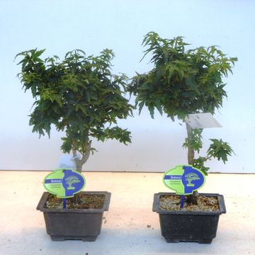 Acer palmatum 'Kotohime'