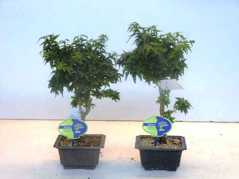 Acer palmatum 'Kotohime'  Plant Wholesale FlorAccess