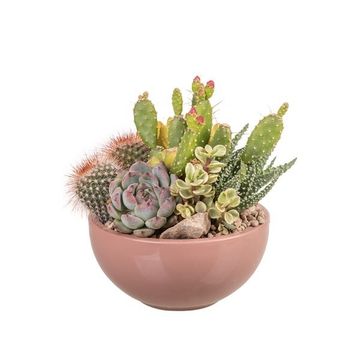Arranjo Cactus / Succulent