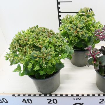 Sedum 'Herbstfreude'