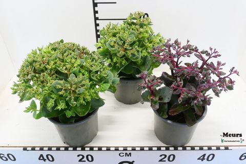 Sedum 'Herbstfreude'