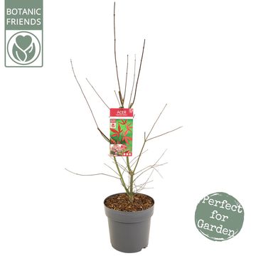 Acer palmatum 'Bloodgood'