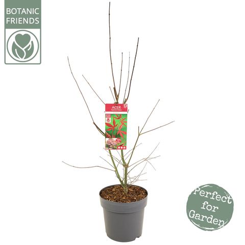 Acer palmatum 'Bloodgood'