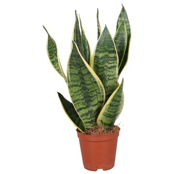 Sansevieria trifasciata 'Futura Superba'