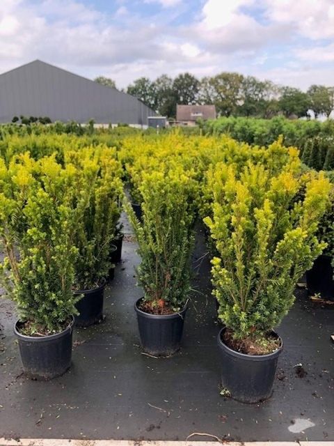 Taxus x media 'Hillii'