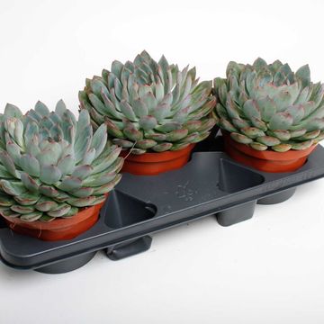 Echeveria 'Pelusida'