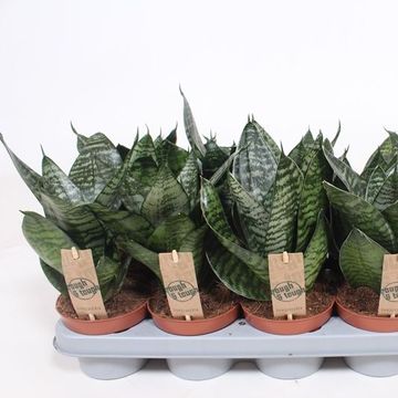 Sansevieria trifasciata 'Hahnii'