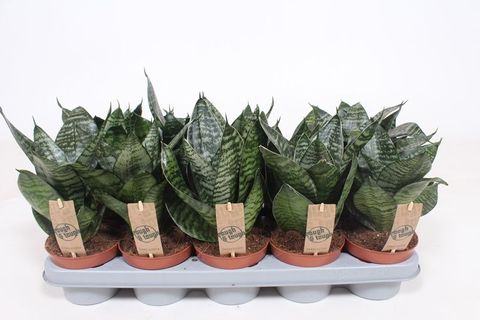 Sansevieria trifasciata 'Hahnii'