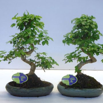 Ligustrum sinense