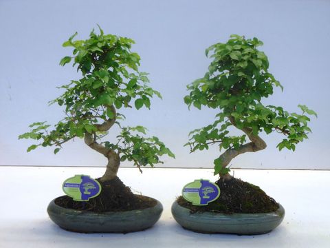 Ligustrum sinense