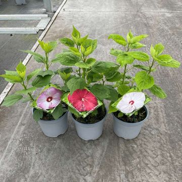 Hibiscus moscheutos LUNA MIX