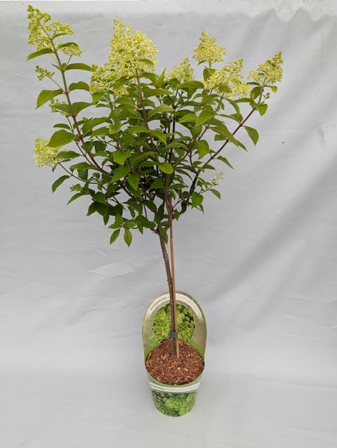 Hydrangea paniculata 'Limelight'