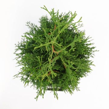 Thuja occidentalis 'Holmstrup'