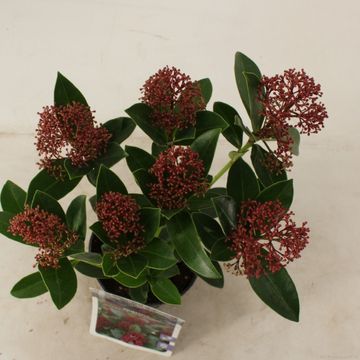 Skimmia japonica PINK DWARF