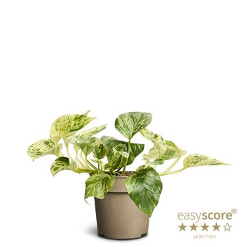 Epipremnum pinnatum 'Marble Queen'