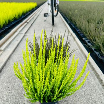 Calluna vulgaris SUNSET GIRLS ZELDA