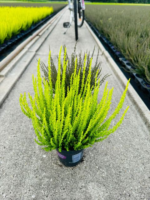 Calluna vulgaris SUNSET GIRLS ZELDA