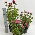 Monarda didyma MELUA MIX