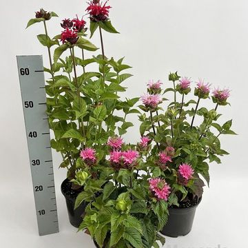 Monarda didyma MELUA MIX