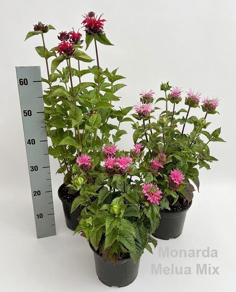 Monarda didyma MELUA MIX