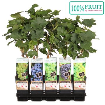 Vitis MIX