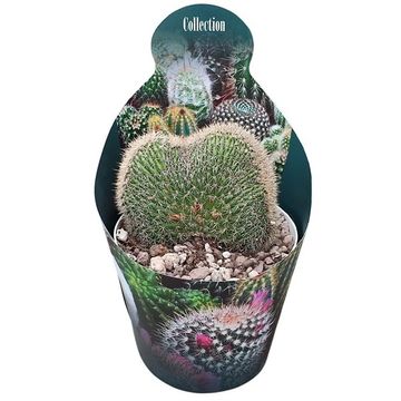 Mammillaria pringlei cristata