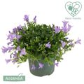Campanula ADDENDA MIX