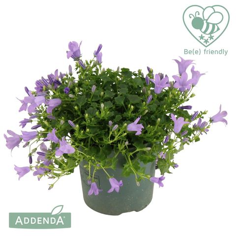 Campanula ADDENDA MIX