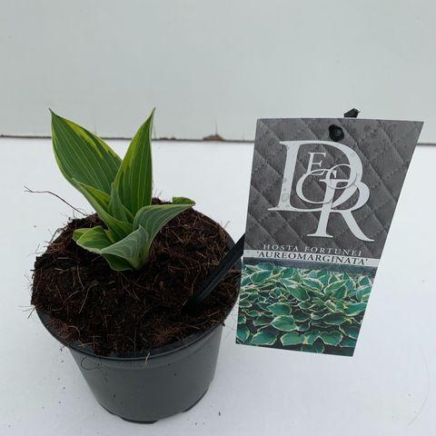 Hosta 'Aureomarginata'