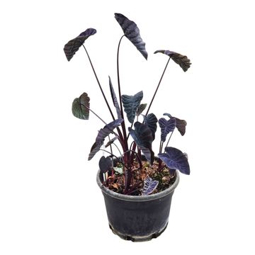 Colocasia 'Hybrid Phantom'